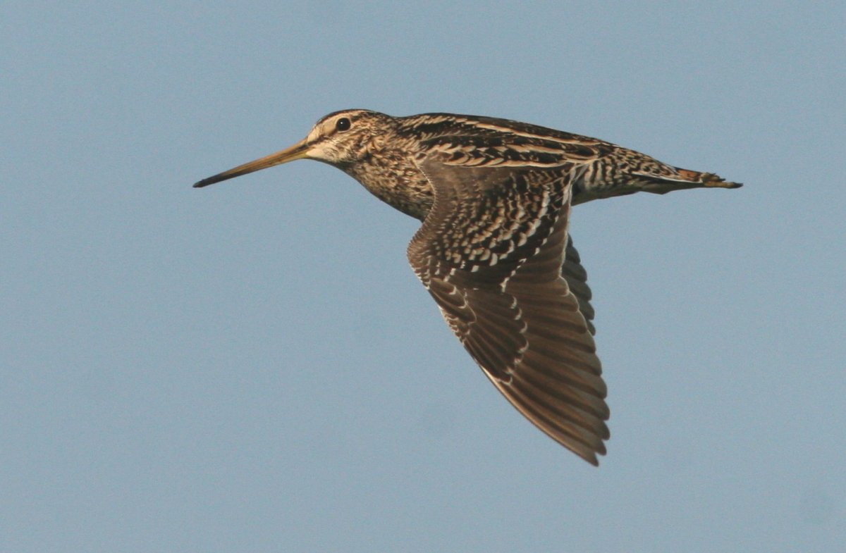 Бекас Долгонос птица