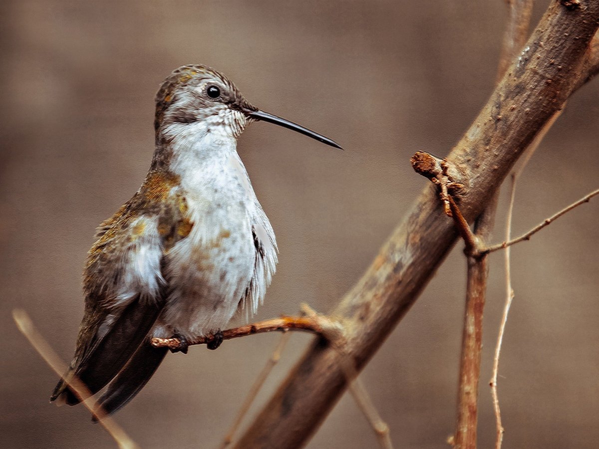 Маленькая птица с длинным тонким клювом