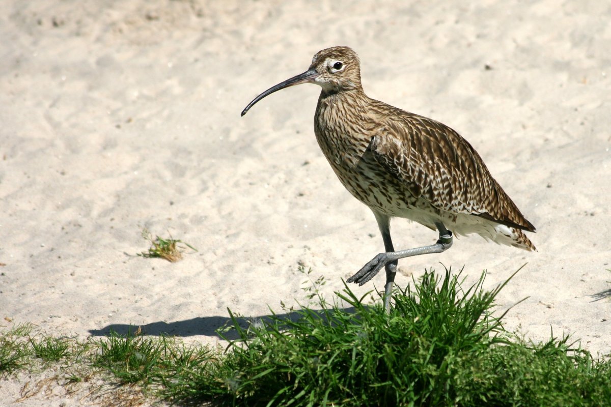 Большой веретенник - Limosa Limosa