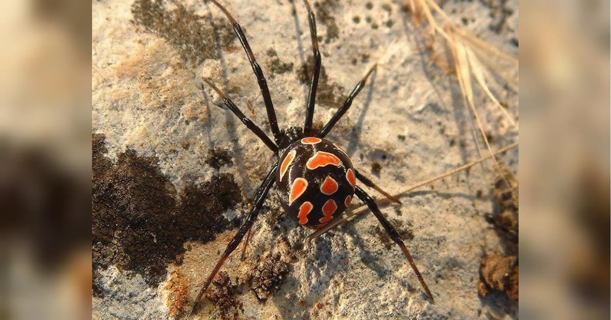 Пауки в горах