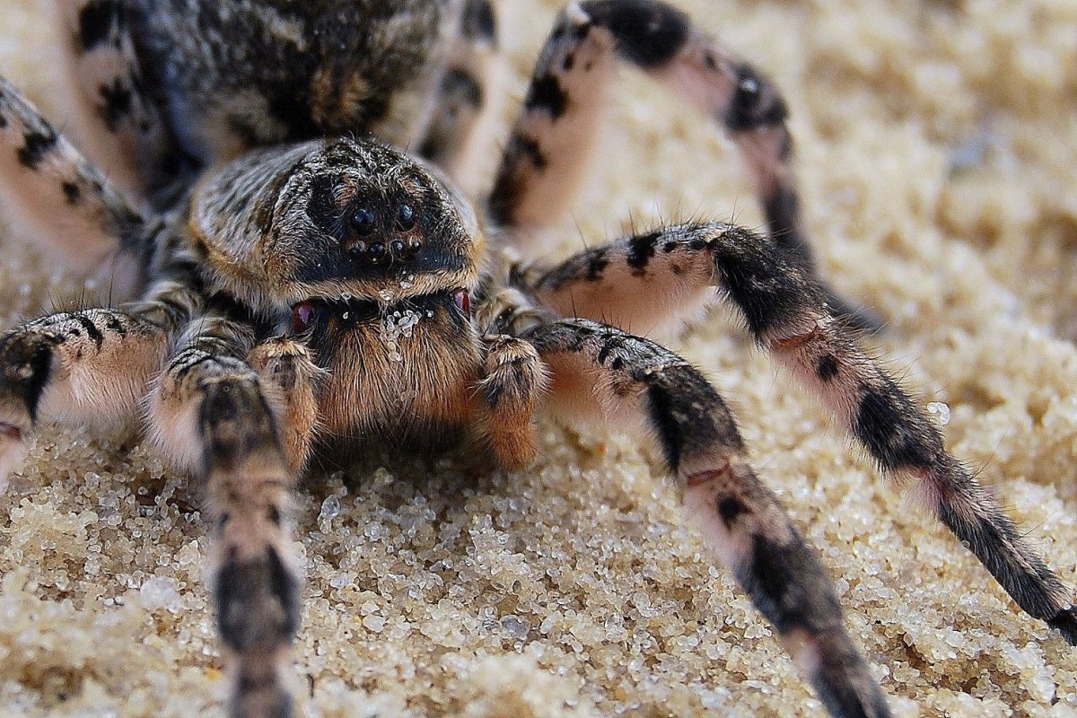 Тарантул Lycosa