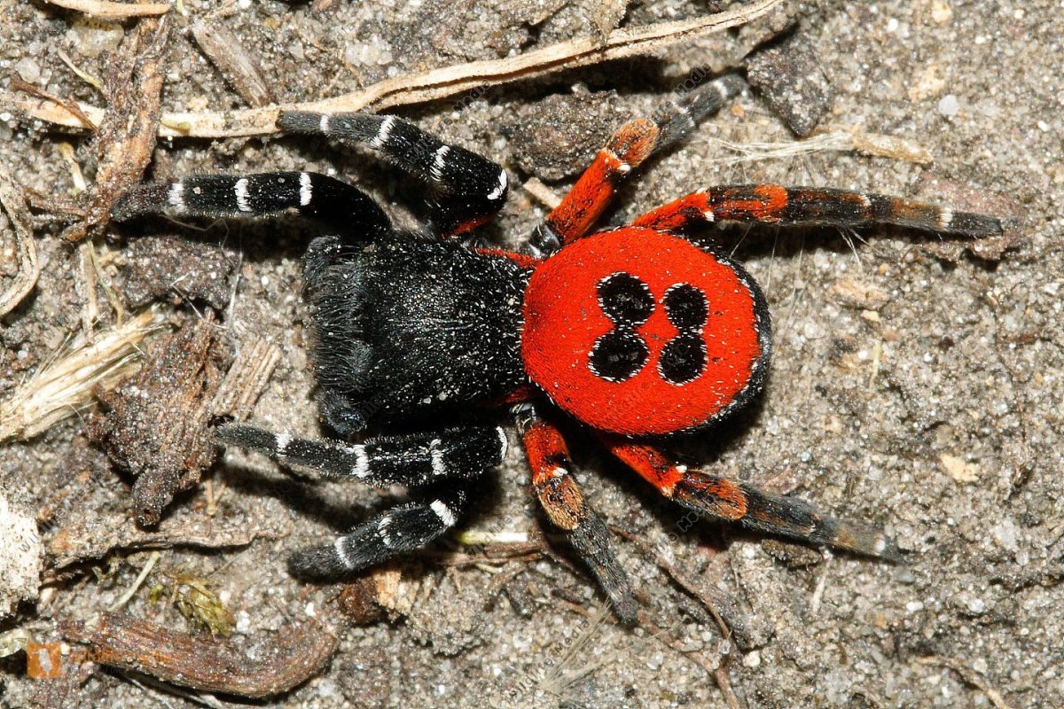 Ядовитые пауки Ставропольского края