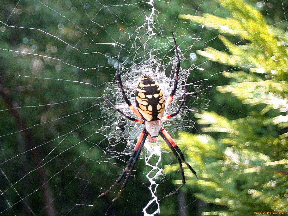 Каракурт (Latrodectus tredecimguttatus)