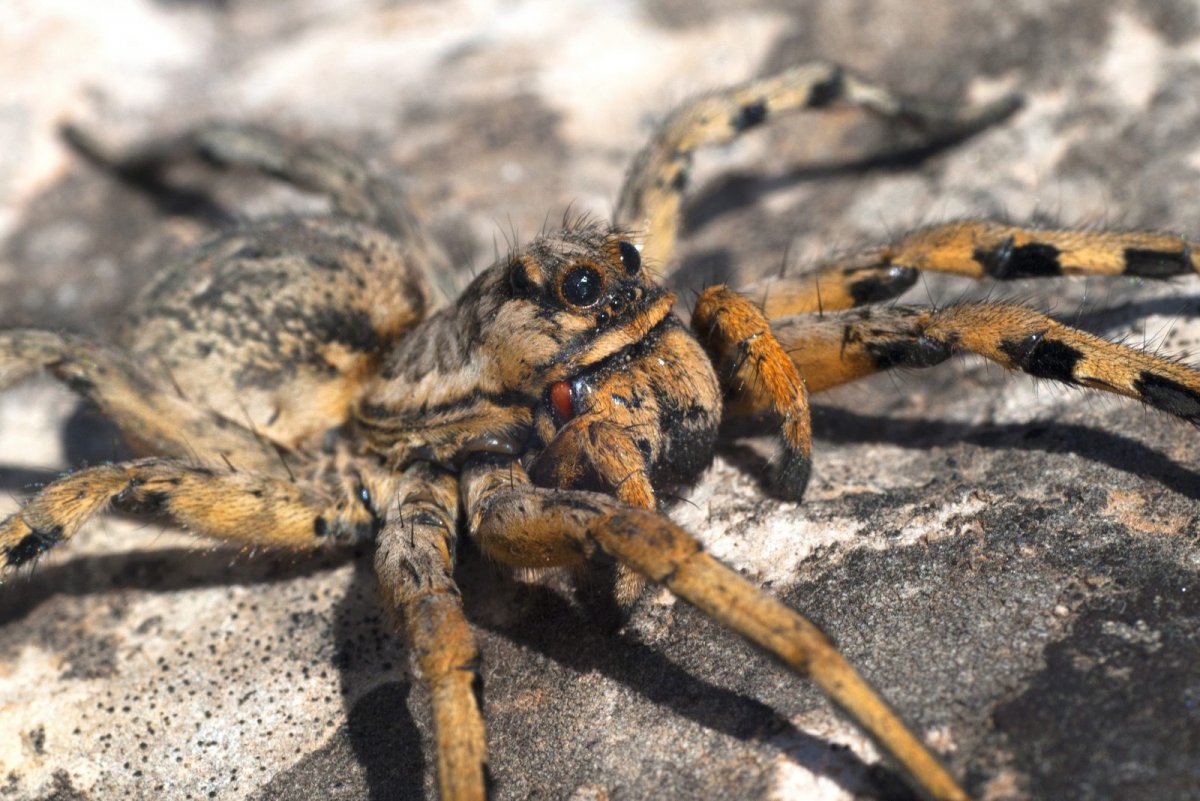 Северный паук