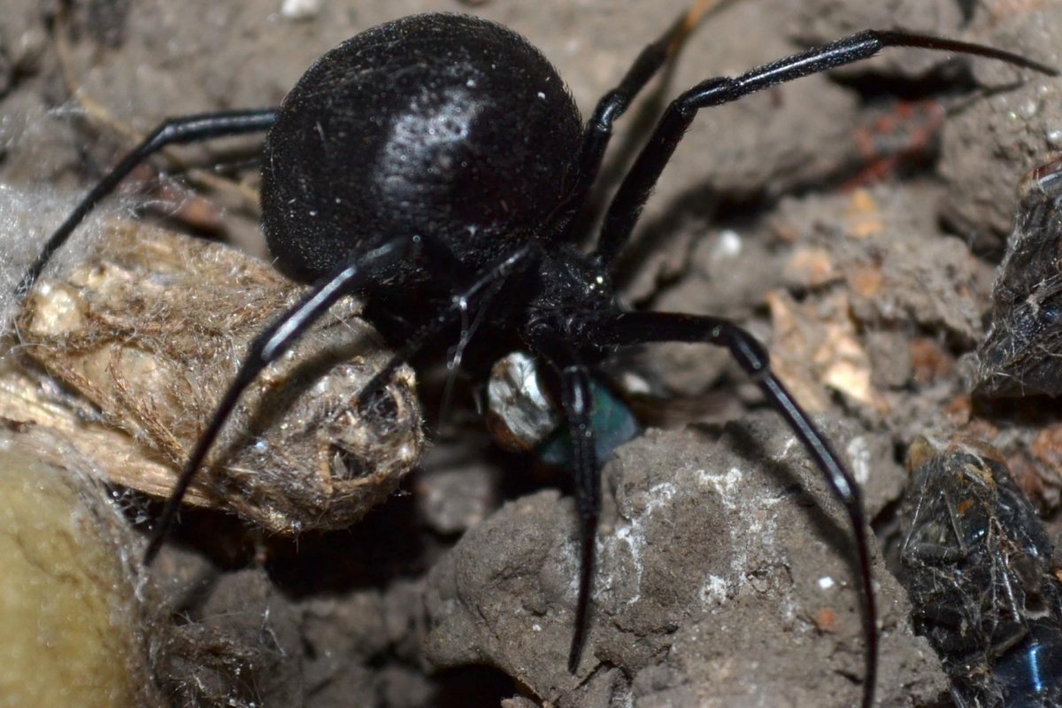 Паук Каракурт Каракурт