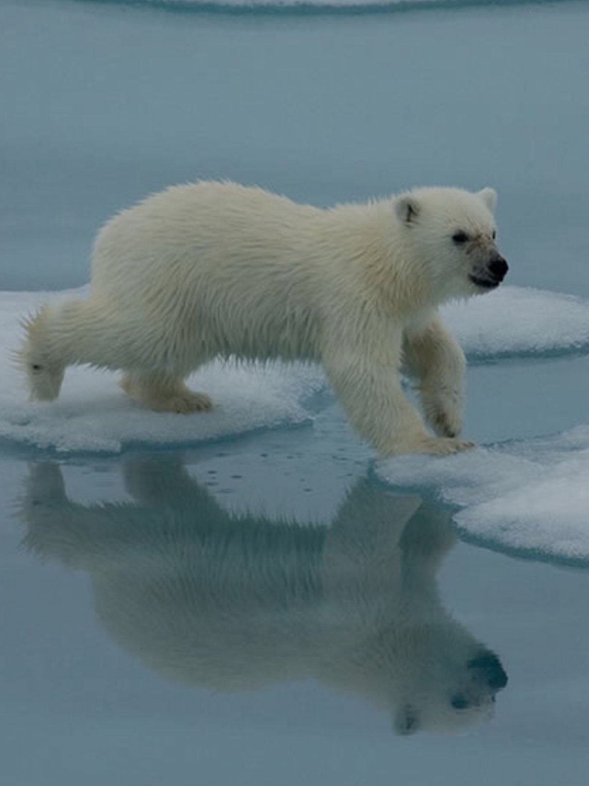 Кормление белого медведя