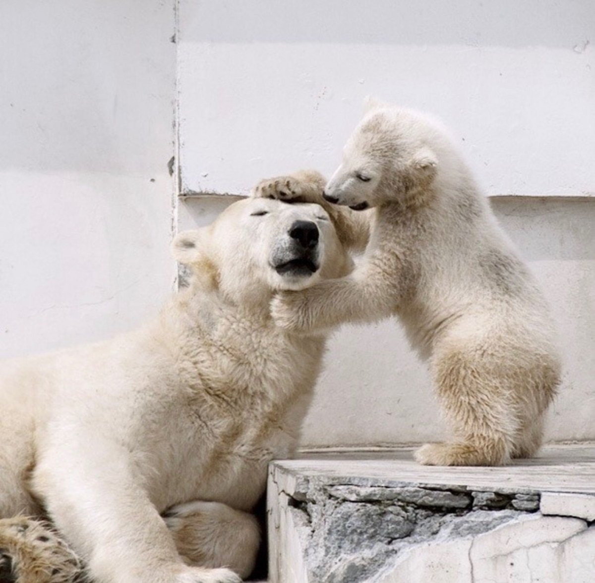 Белый медведь с медвежатами