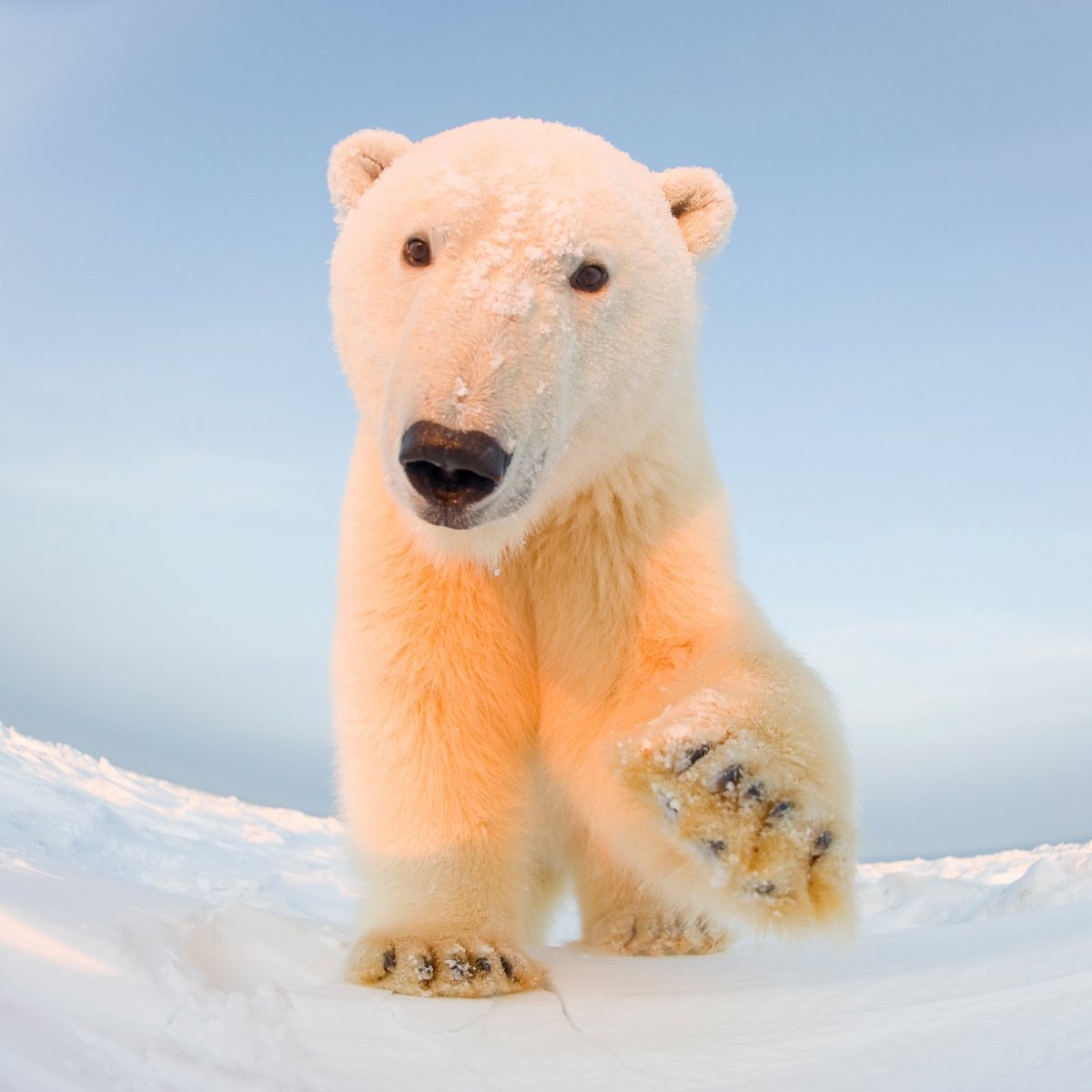 Белый медведь морда