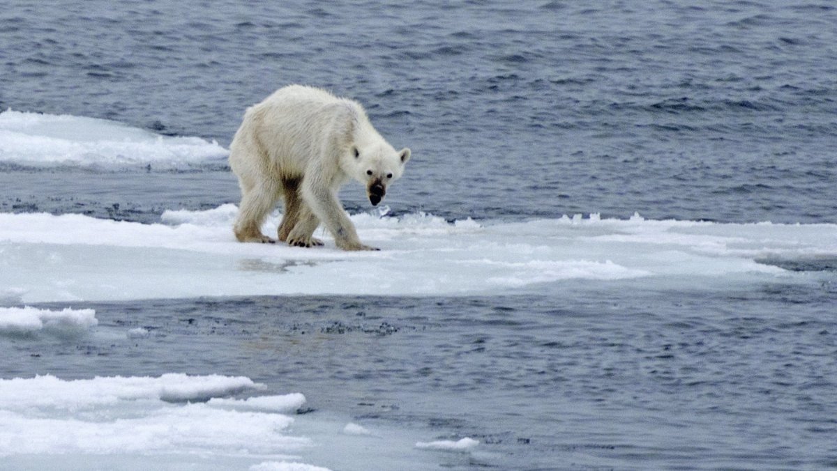 Aaron Blaise медведь