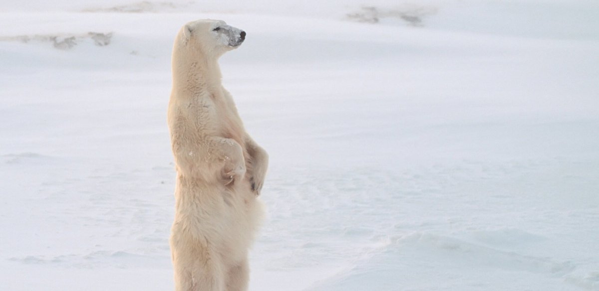 Животные холодно Мем