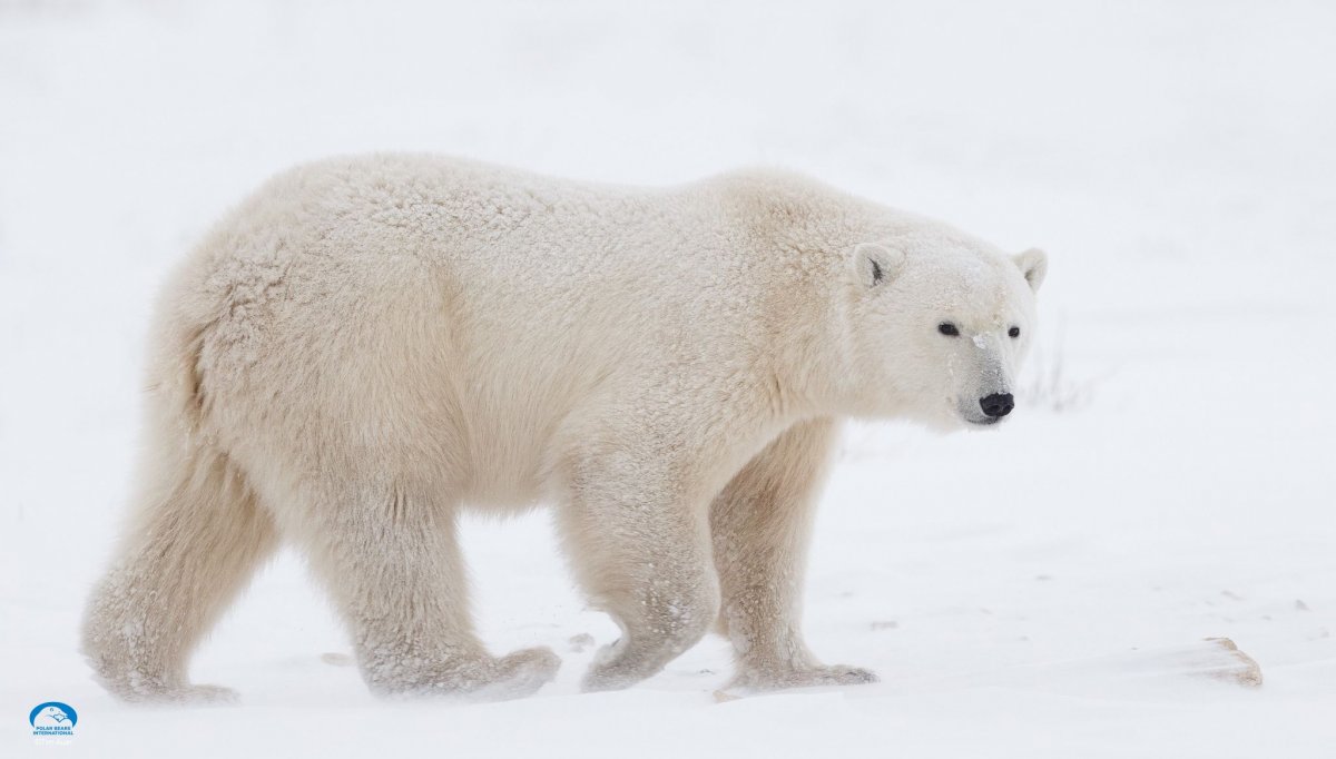 Худой белый медведь