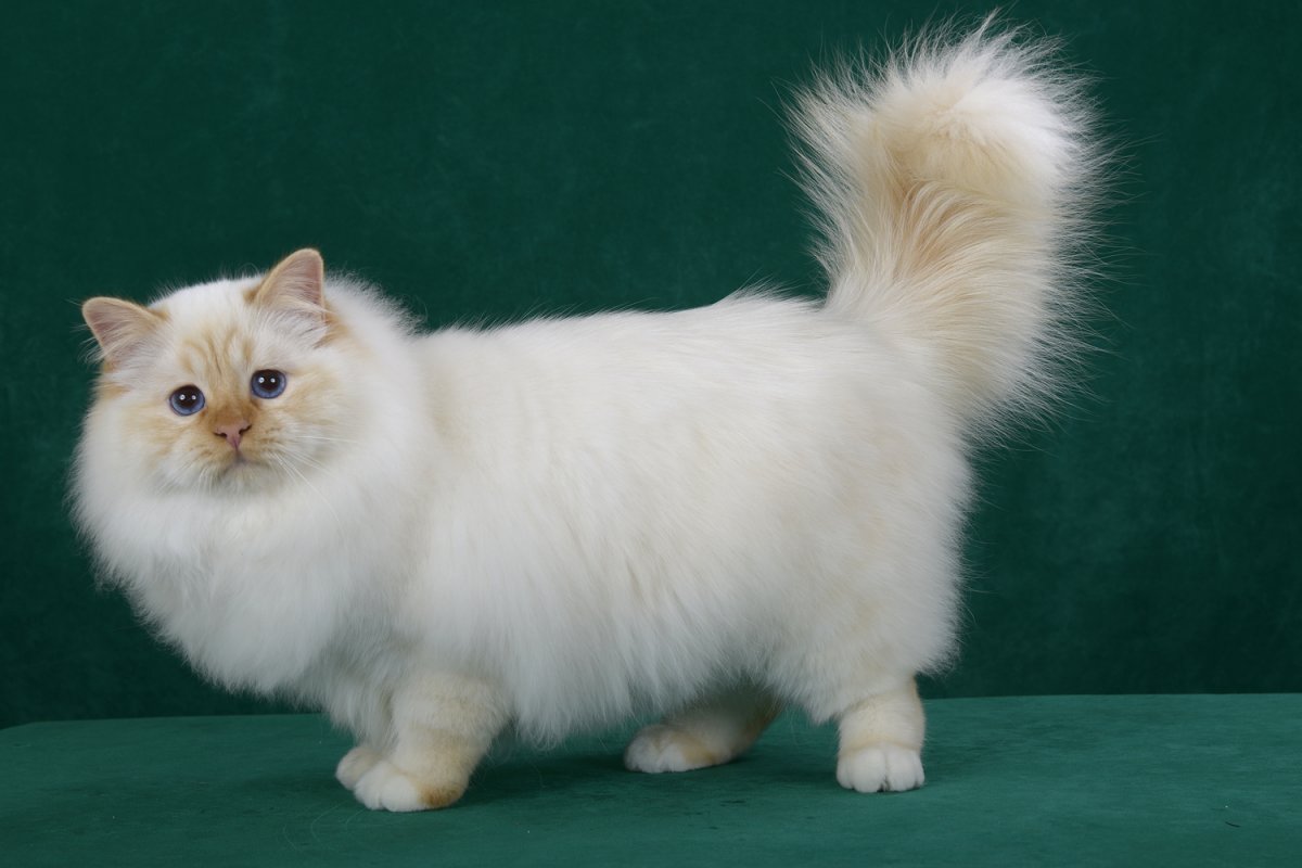 Рагамаффин серый