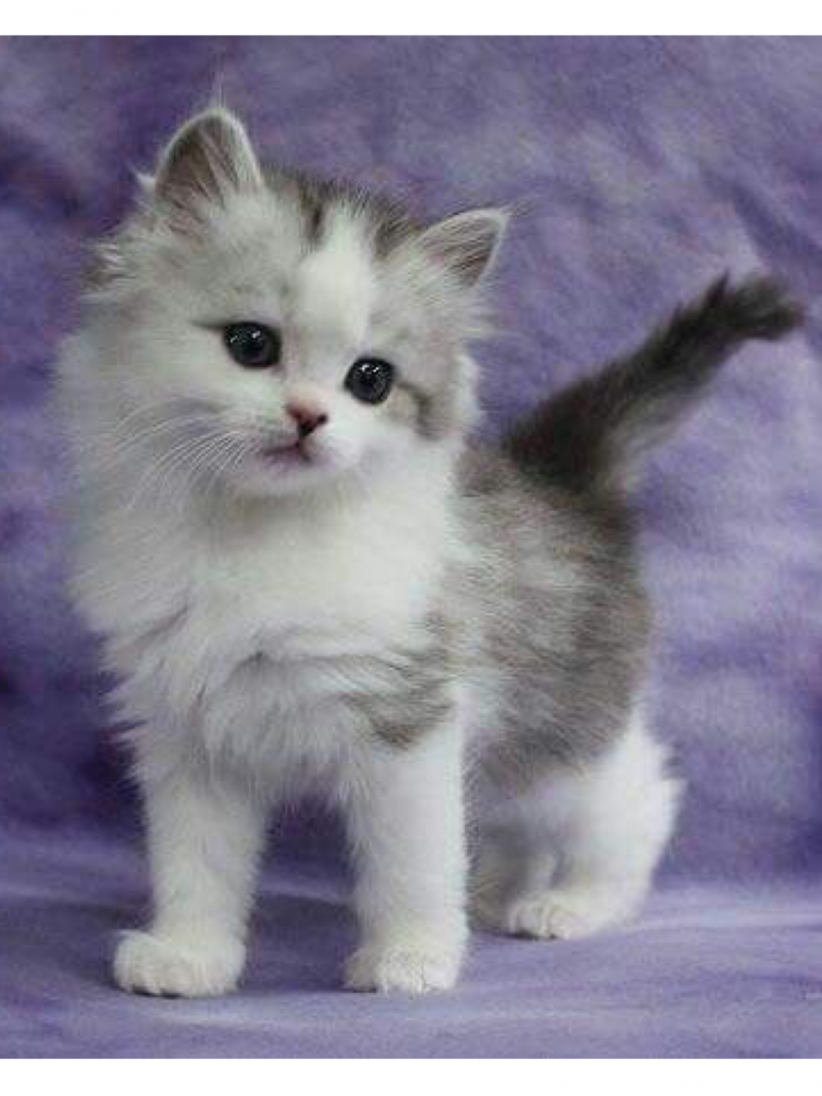 Котята породы Рэгдолл