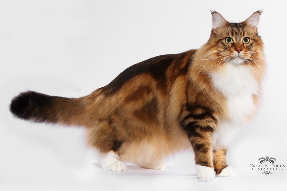 Рагамаффин (порода кошек)