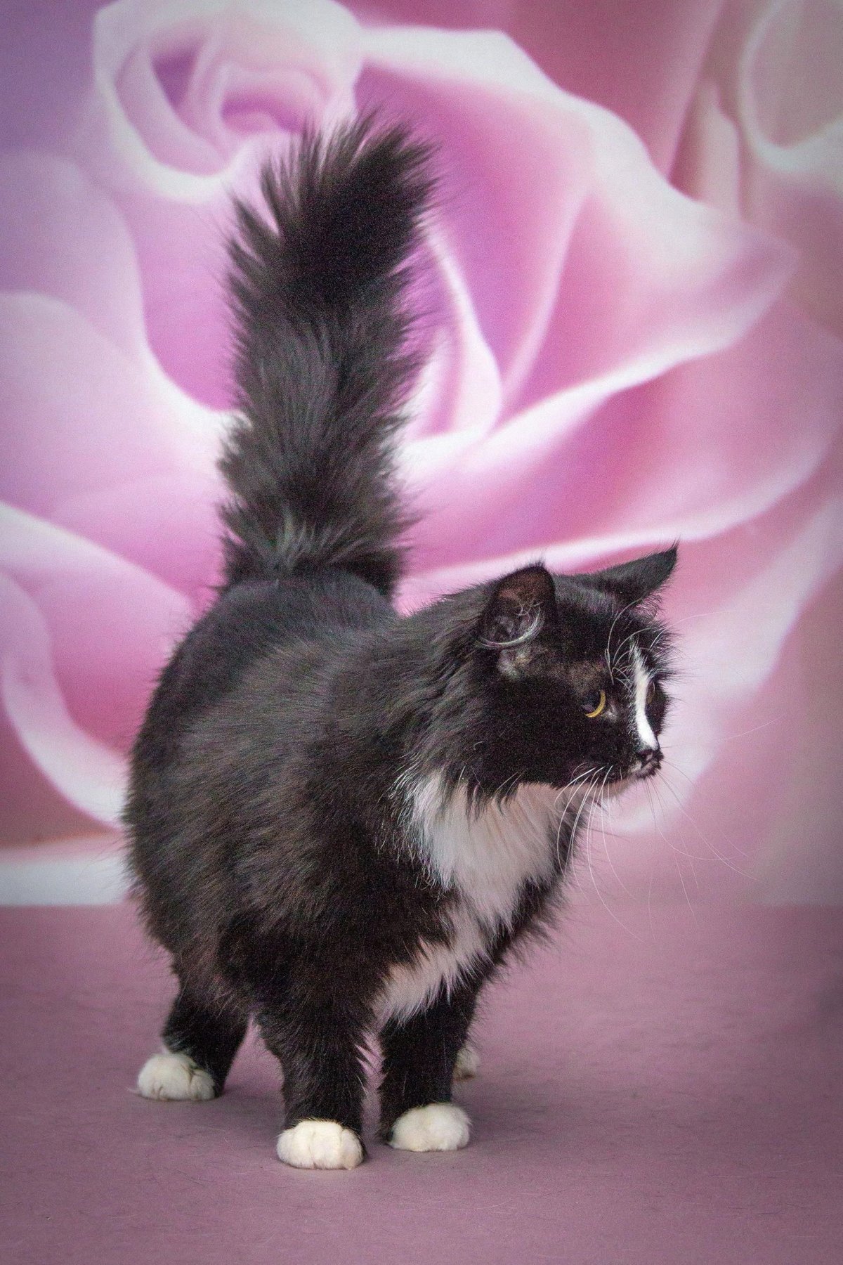 Рагамаффин кошка