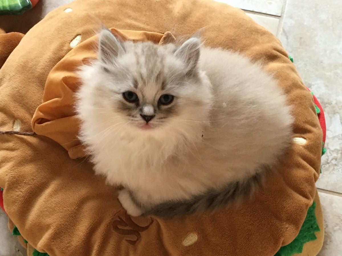 Рагамаффин (порода кошек)