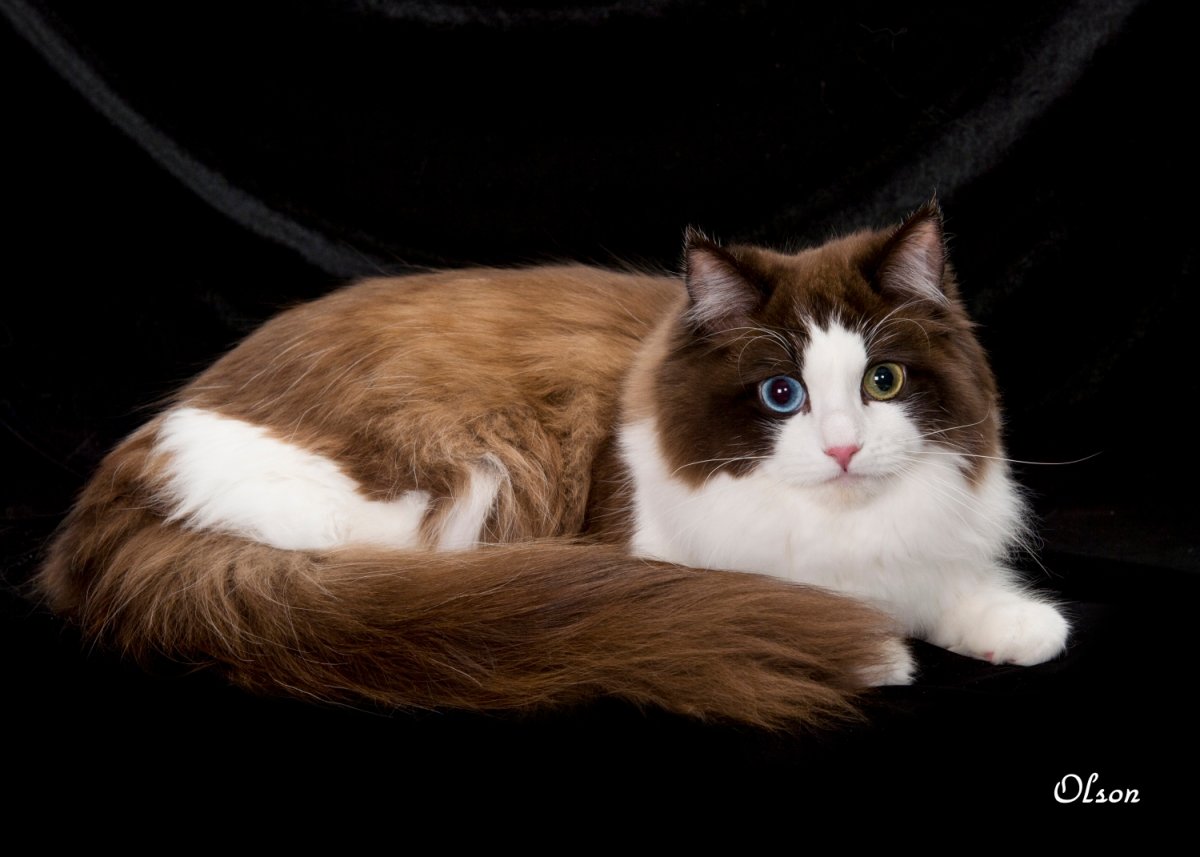 Рагамаффин серый