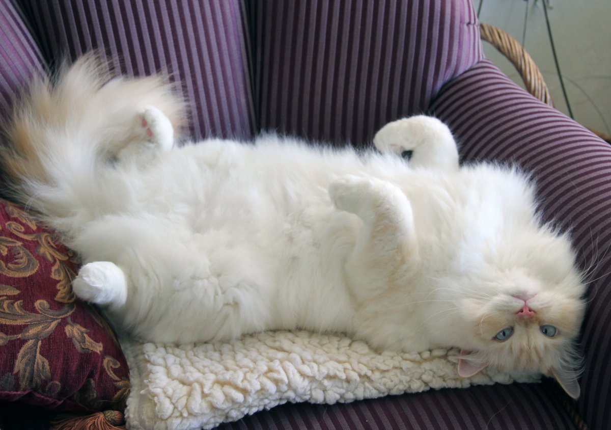 Рэгдолл и рагамаффин