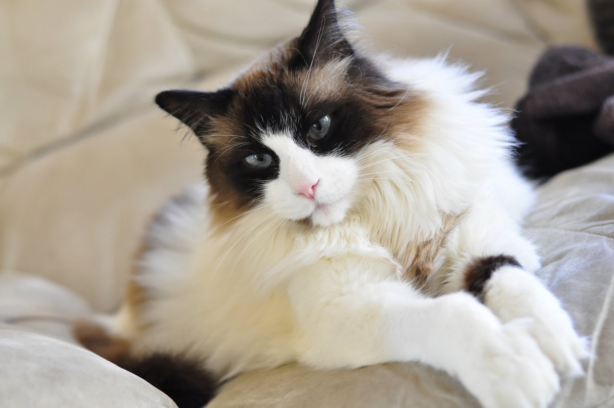 Рэгдолл и Сибирская кошка