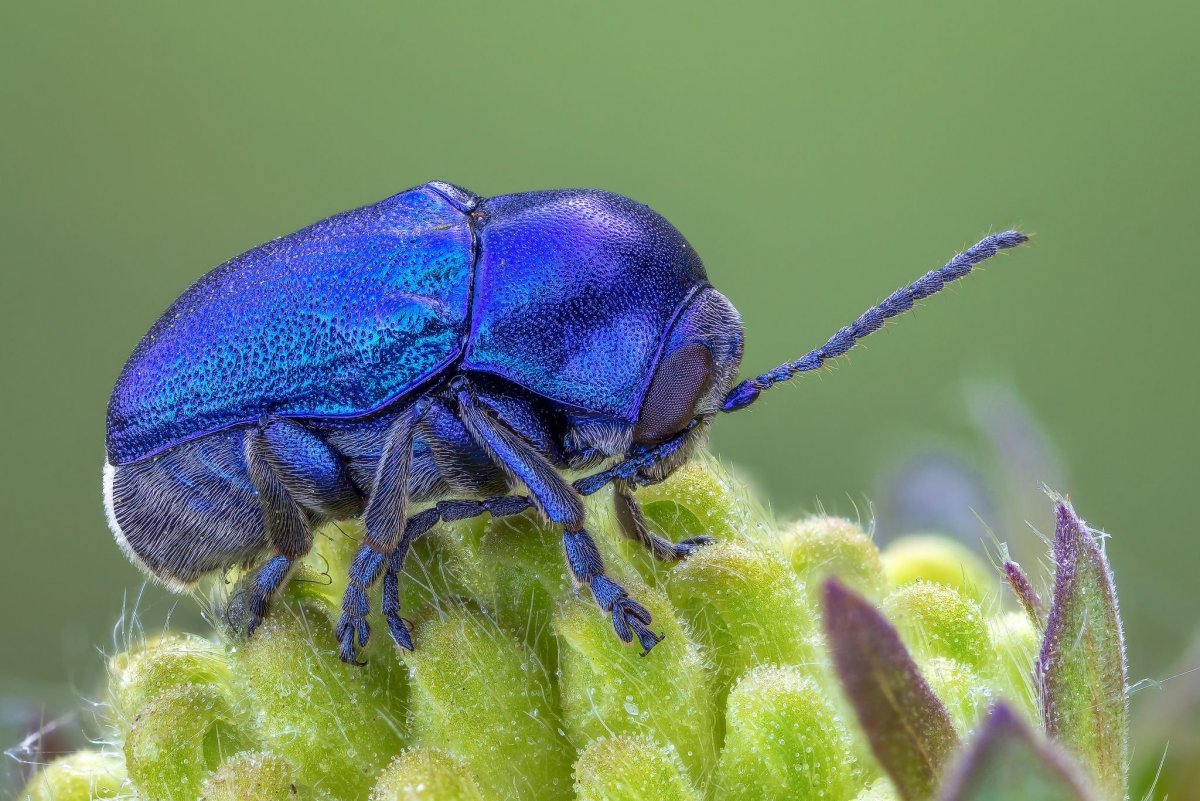 Жук Листоед синего цвета
