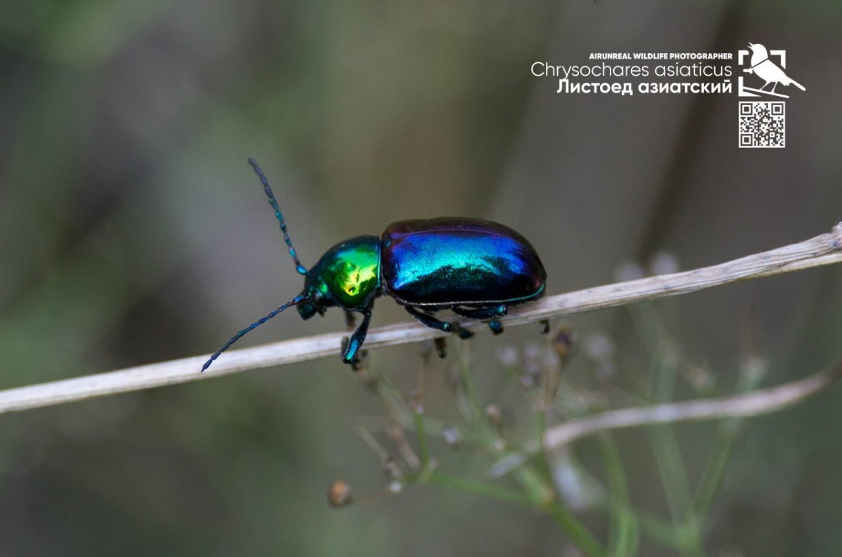 Жук Синекрылка