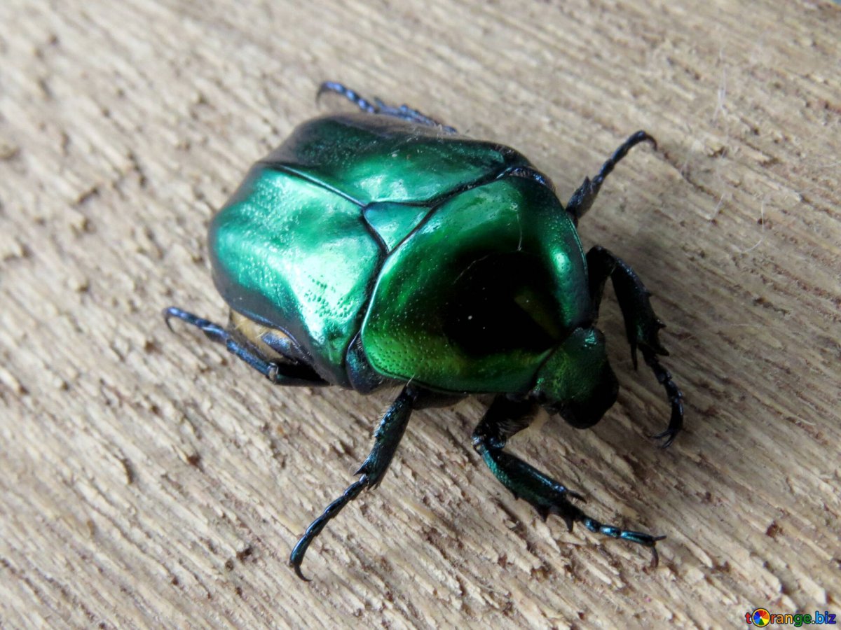 Cicindela coerulea