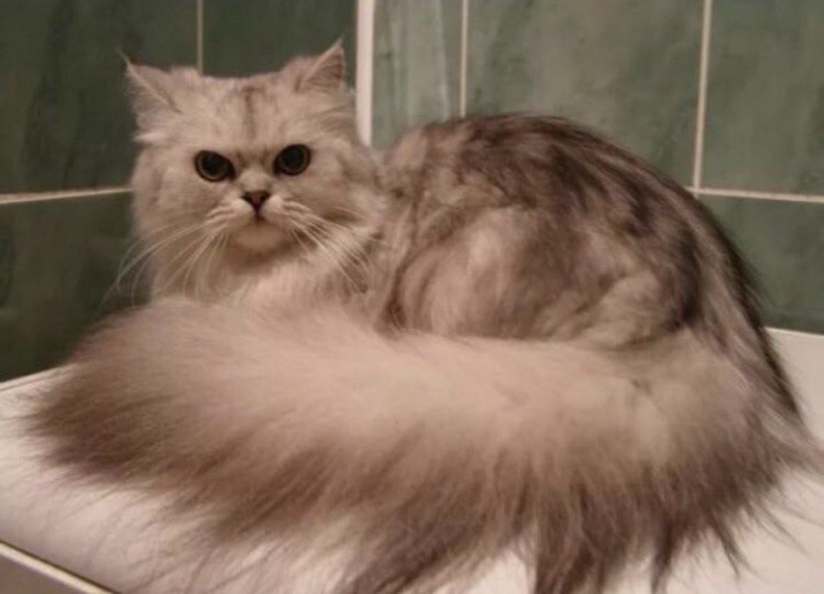 Экзот кошка серая