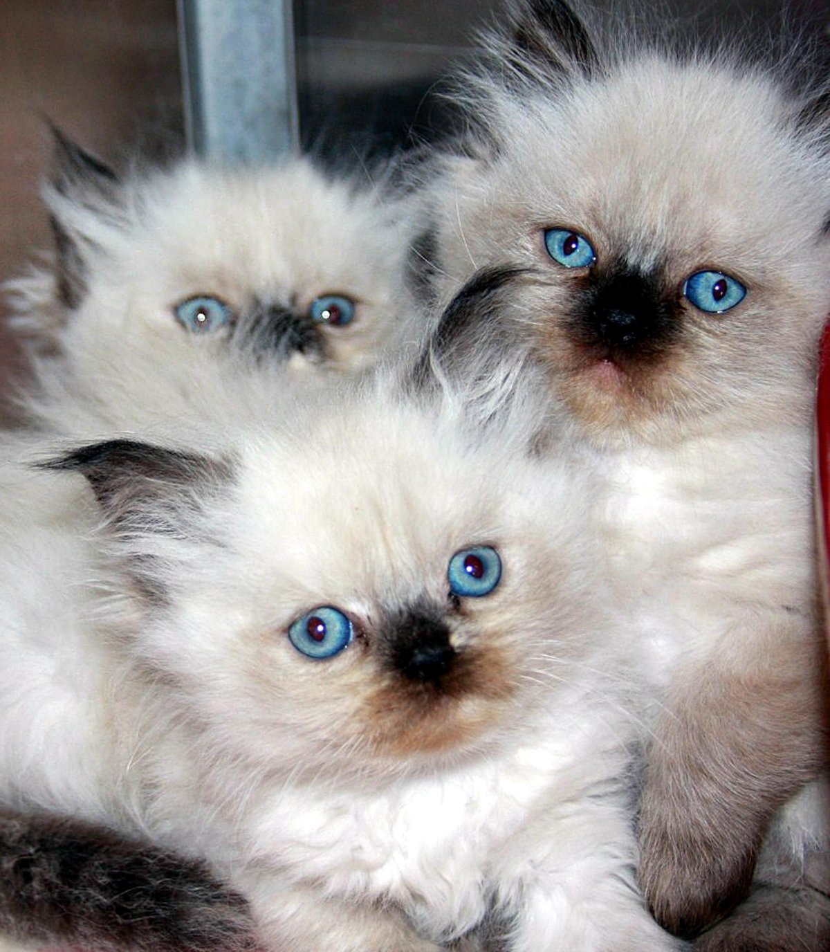 Персидская шиншилла