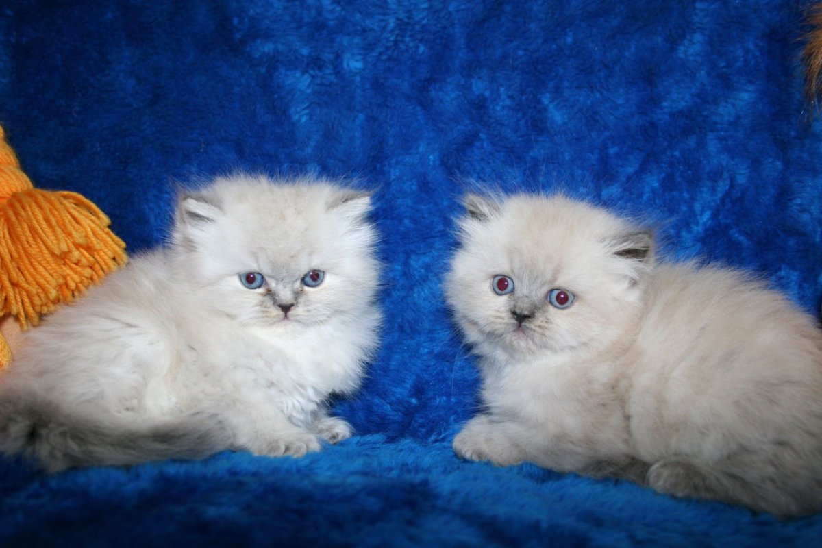 Пушистая кошка