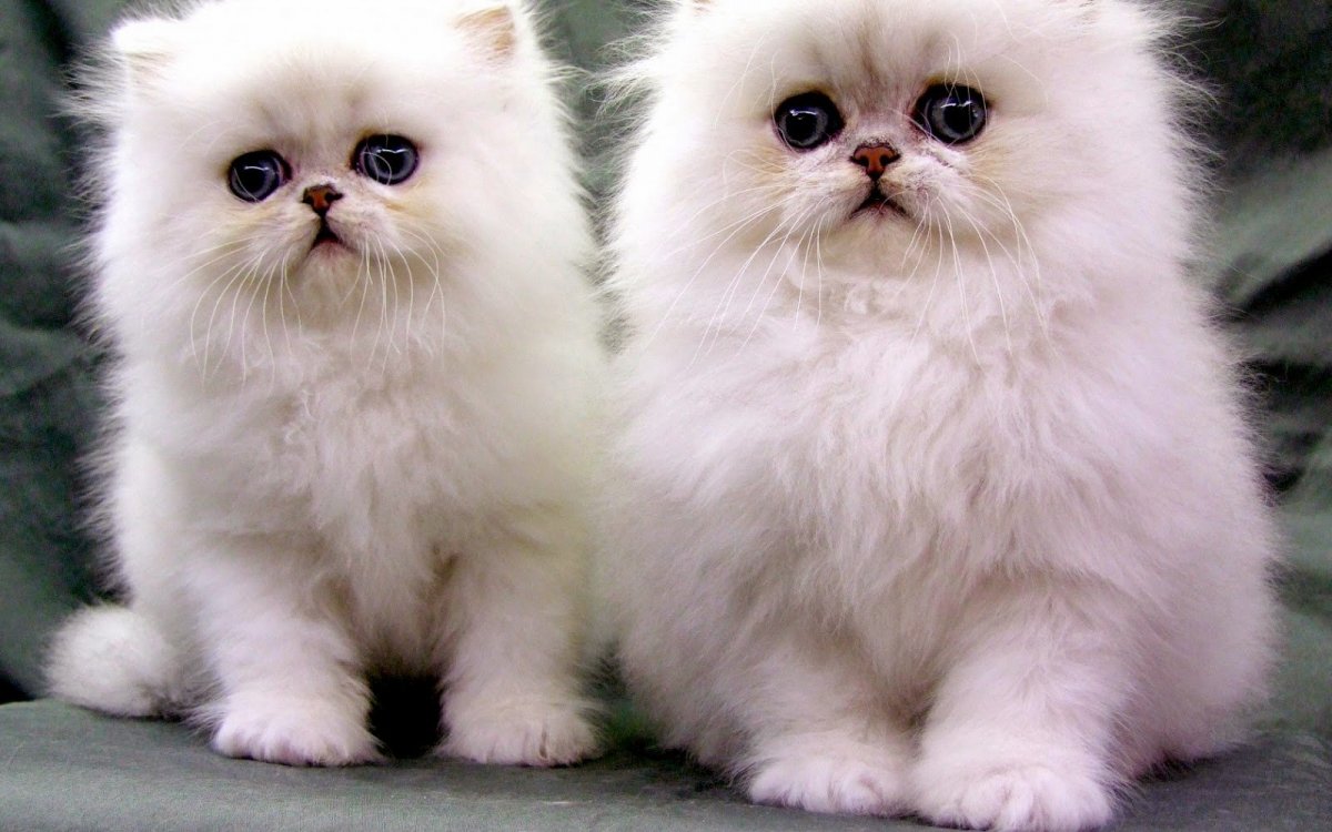 Смесь персидской и сибирской кошки