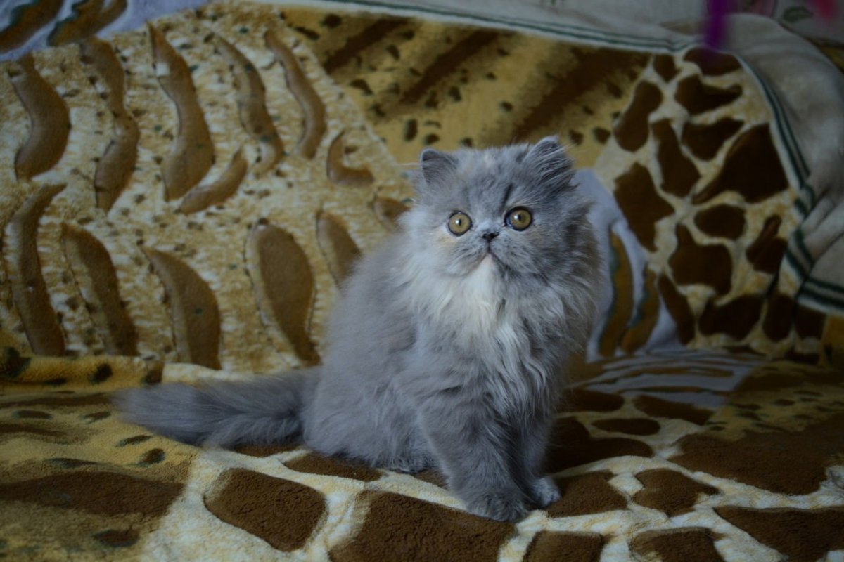 Шотландская вислоухая кошка помесь