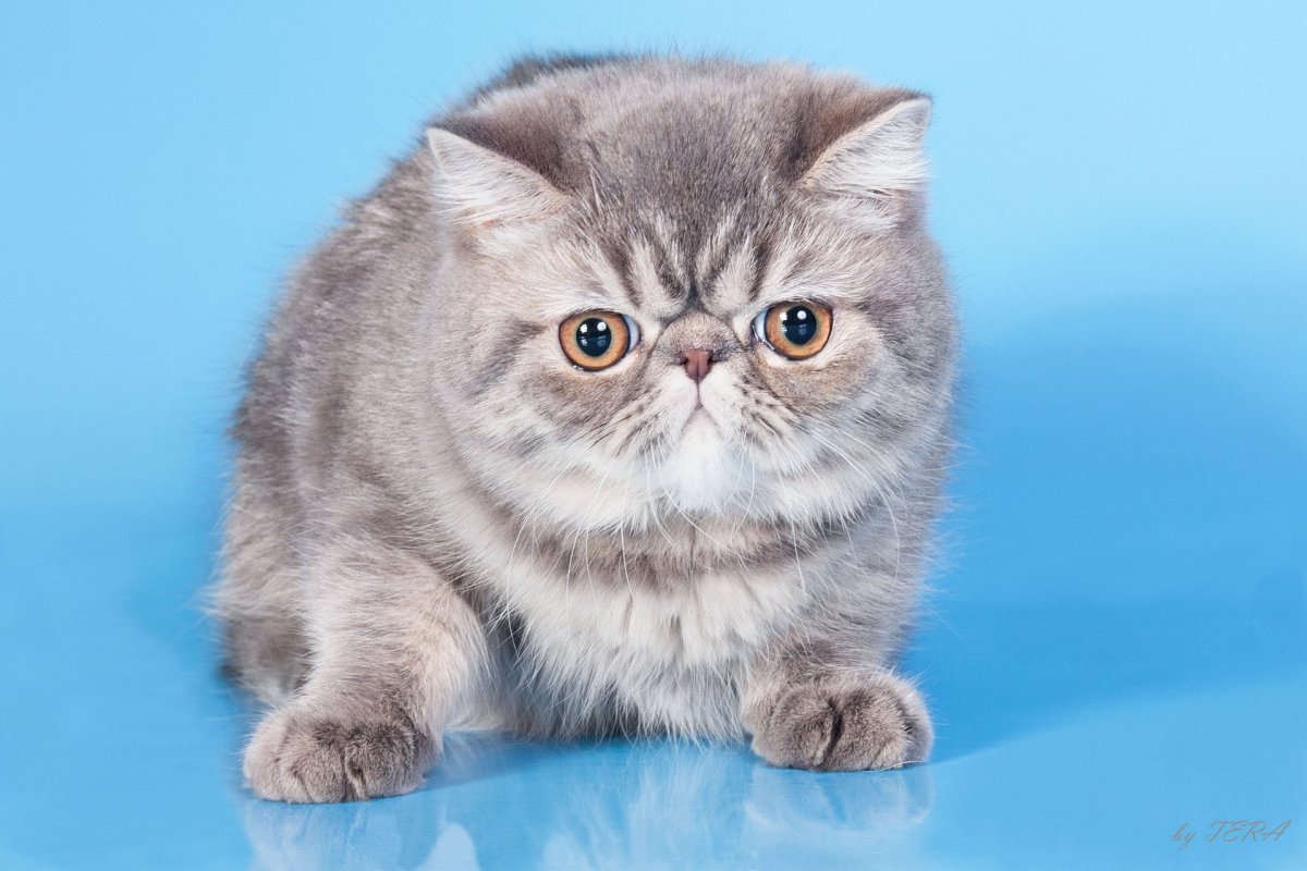 Кошка шиншилла Персидская вислоухая