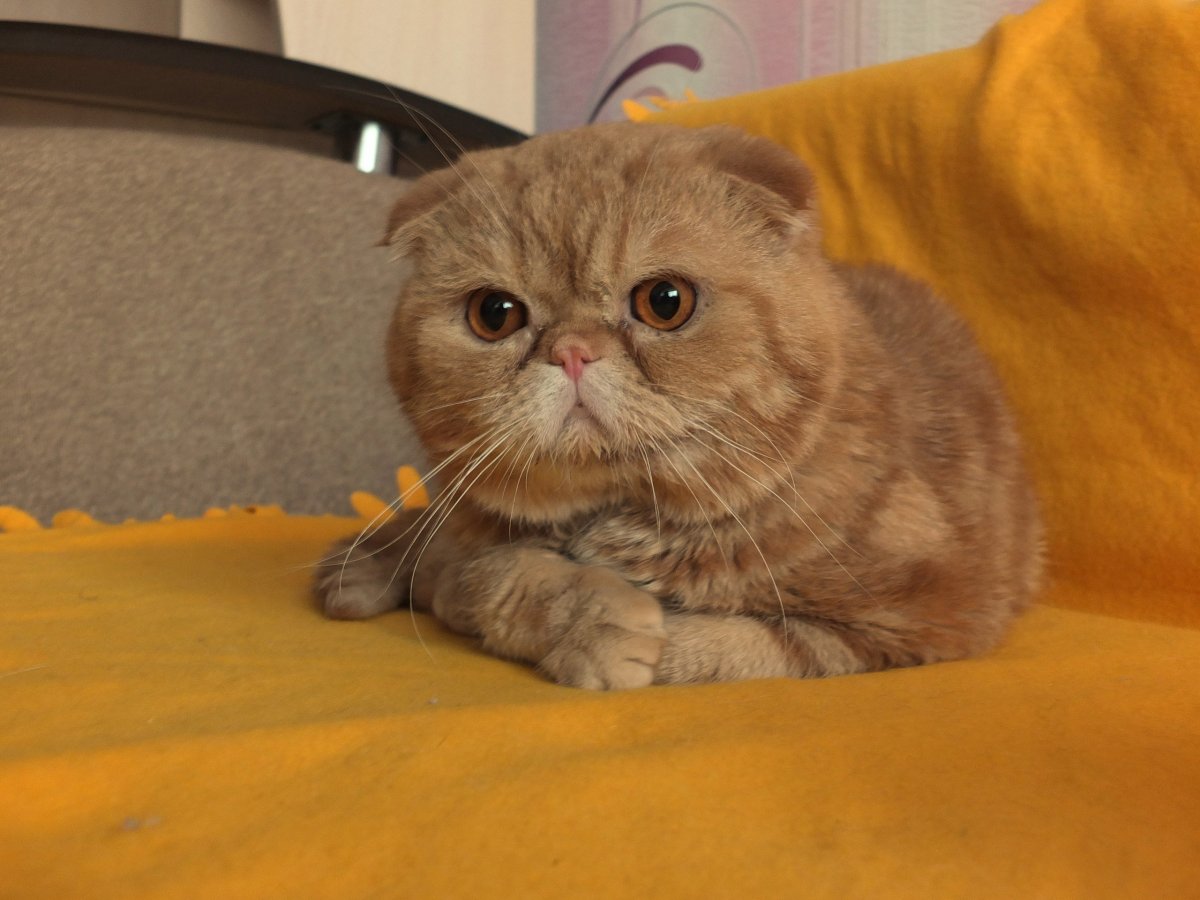 Персидская длинношерстная кошка Джуно