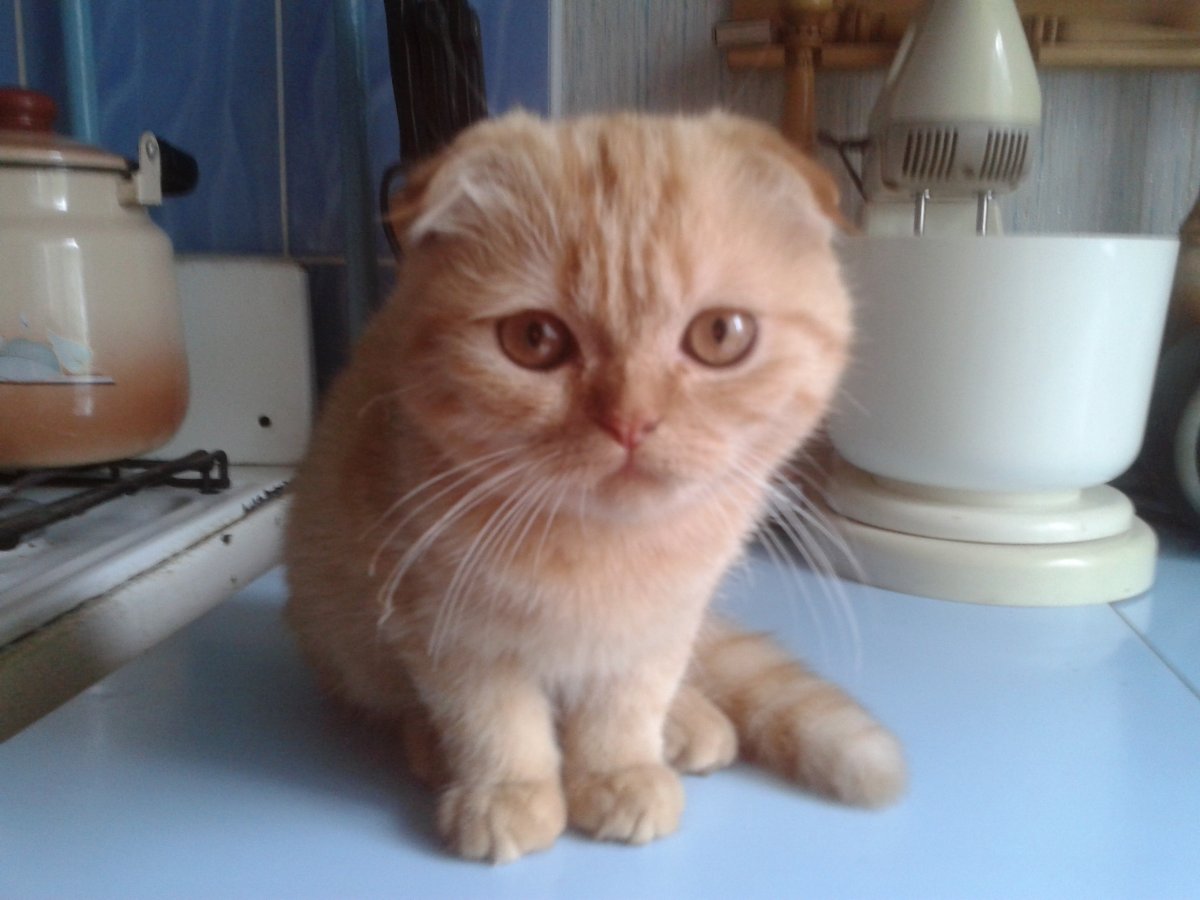 Персидская Сибирская длинношерстная