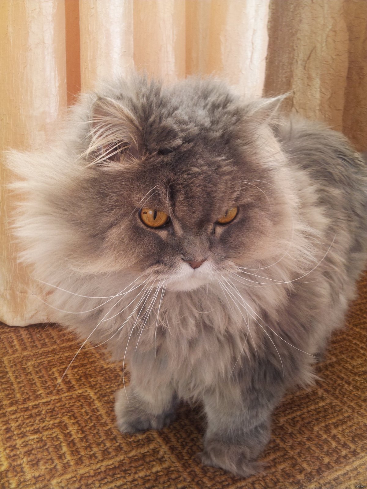 Скоттиш фолд и страйт кошки