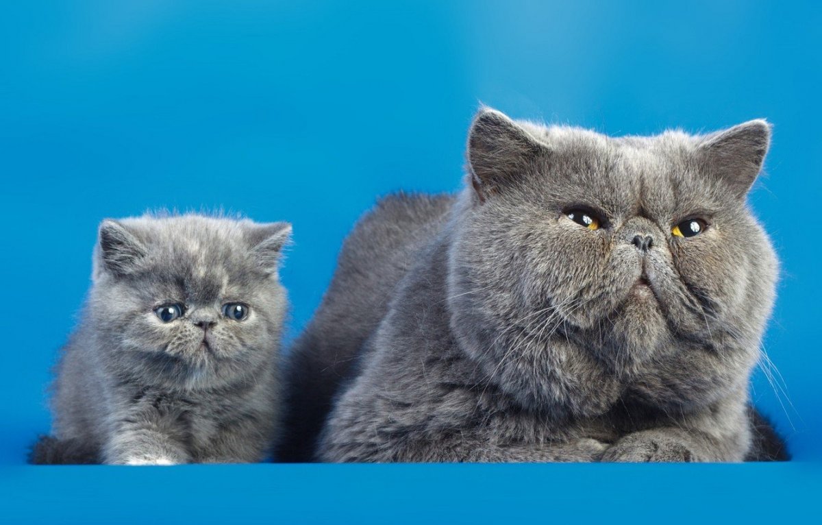 Шотландской персидские котята прямоухие