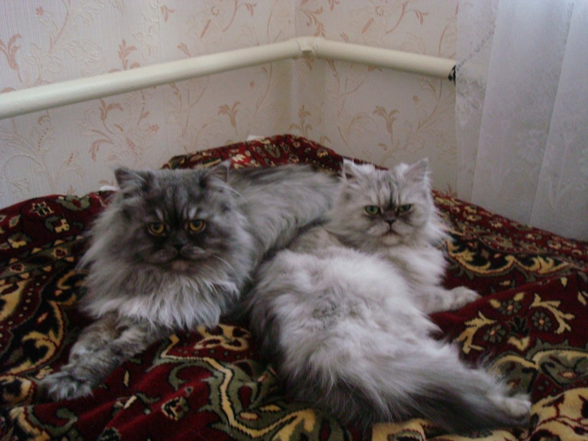 Персидские коты на фоне керамической плитки