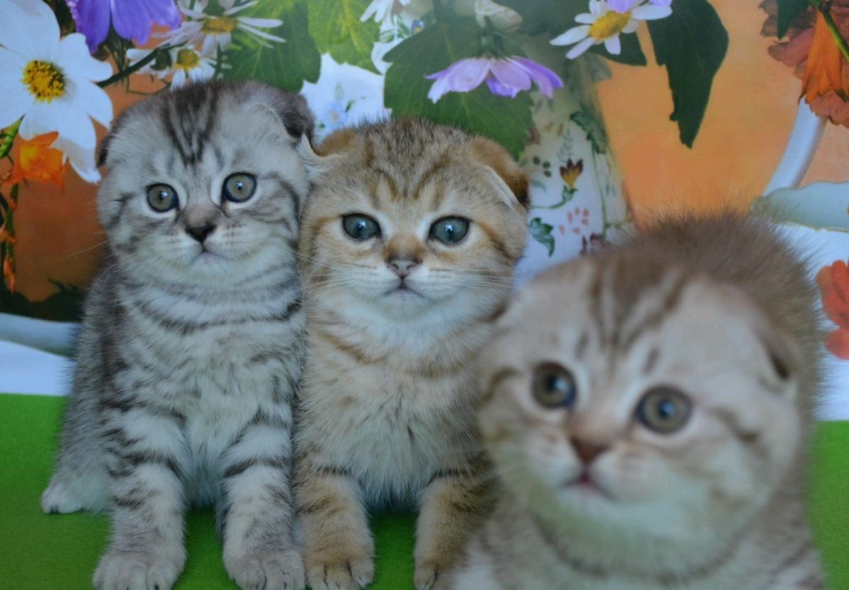 Гималайская Персидская кошка