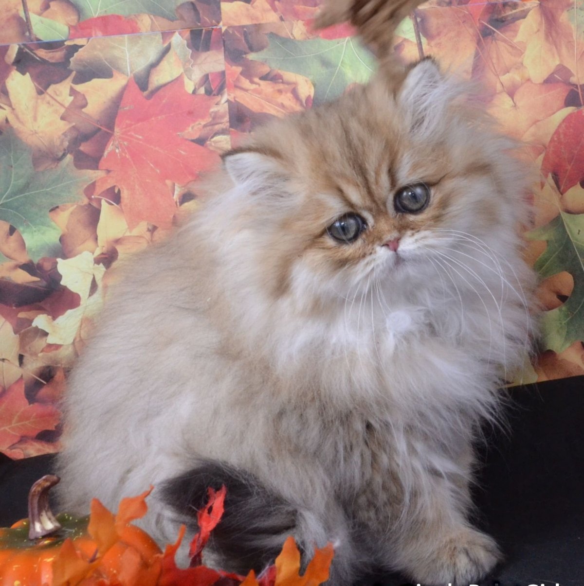 Персидская шиншилла серая