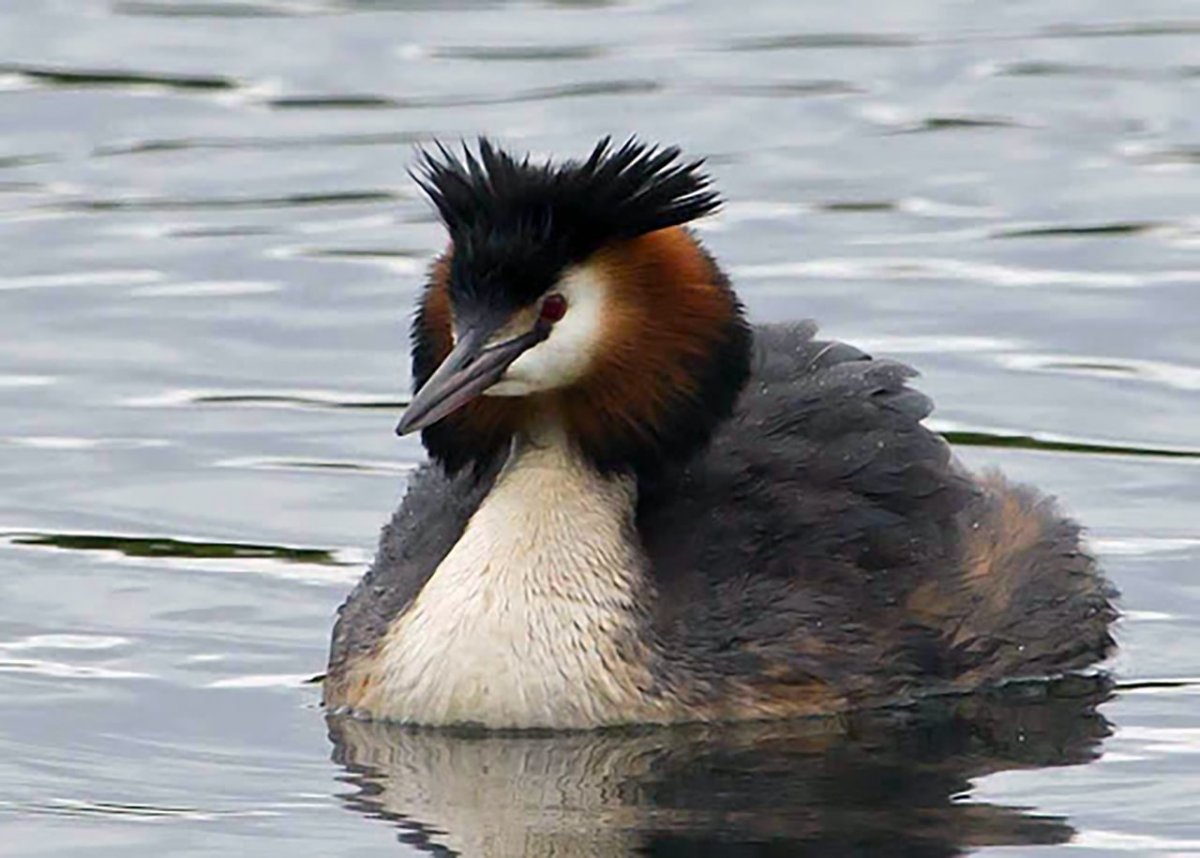 Чомга поганка