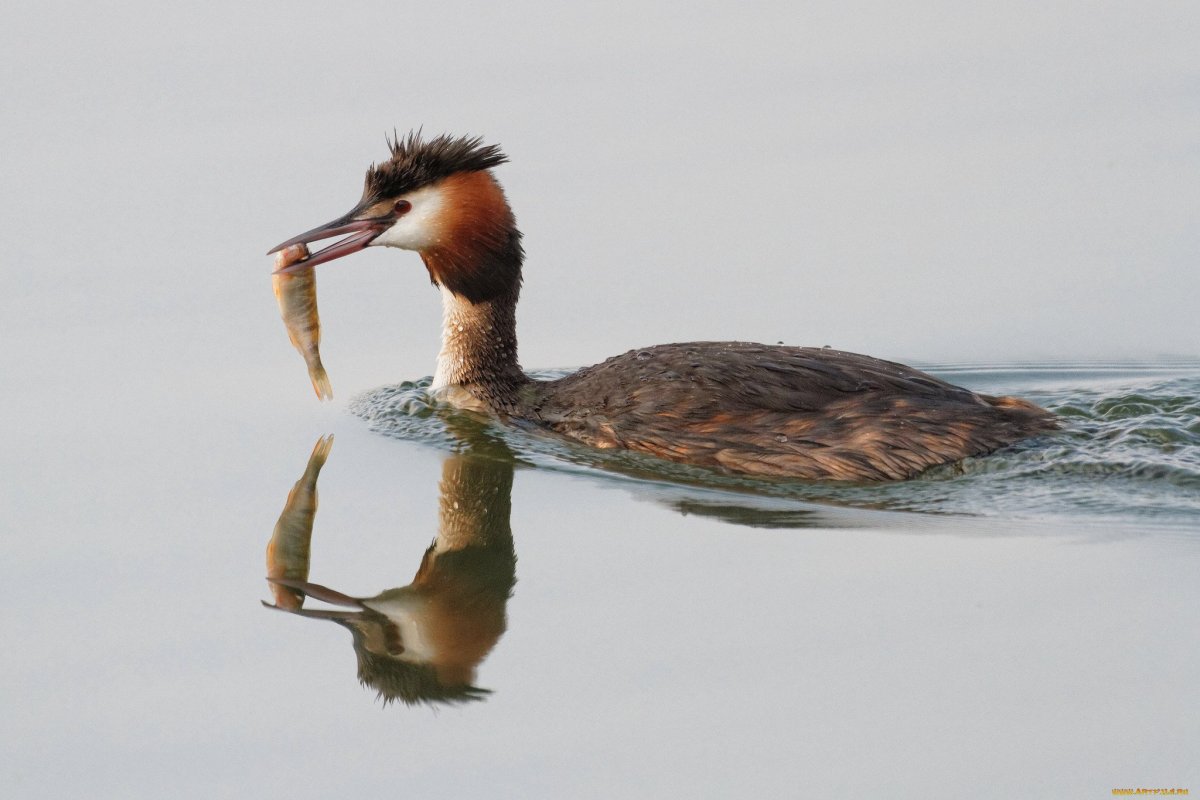 Чомга Черноморская