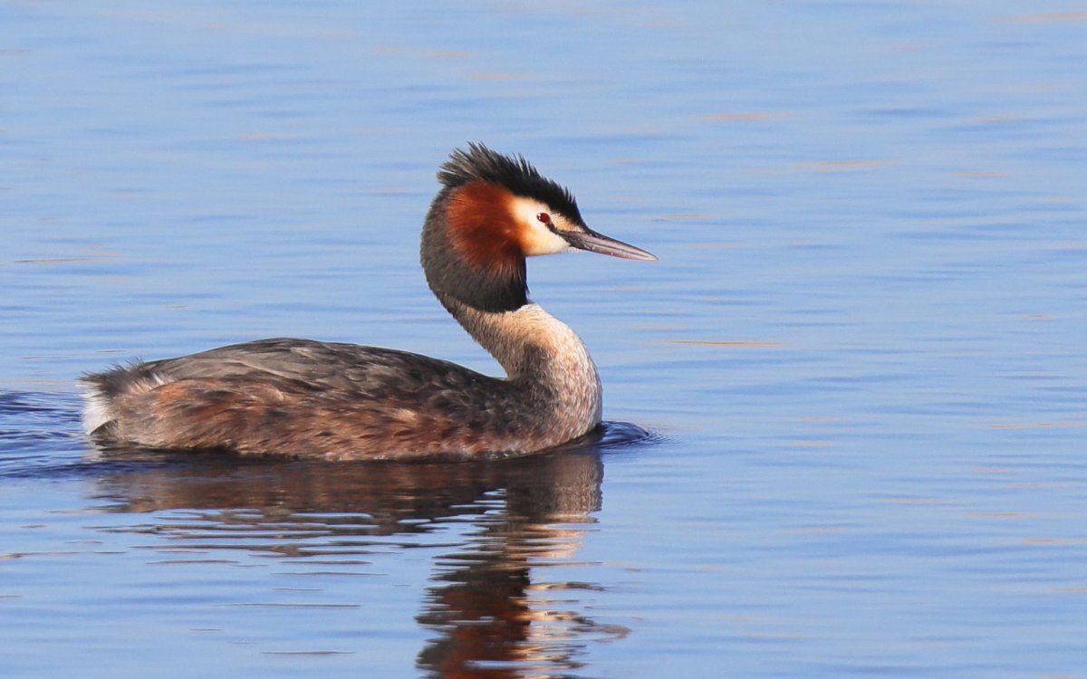 Чомга хохлатая