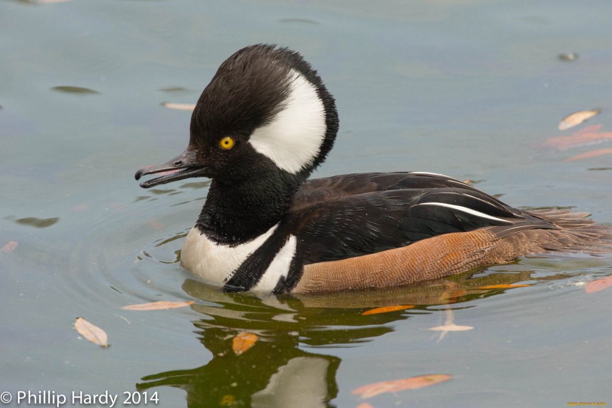 Утки порода Анкона