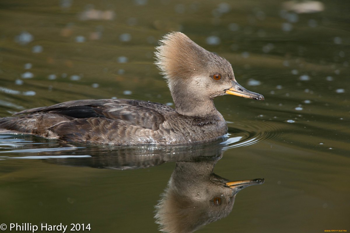 Утка с хохолком на затылке