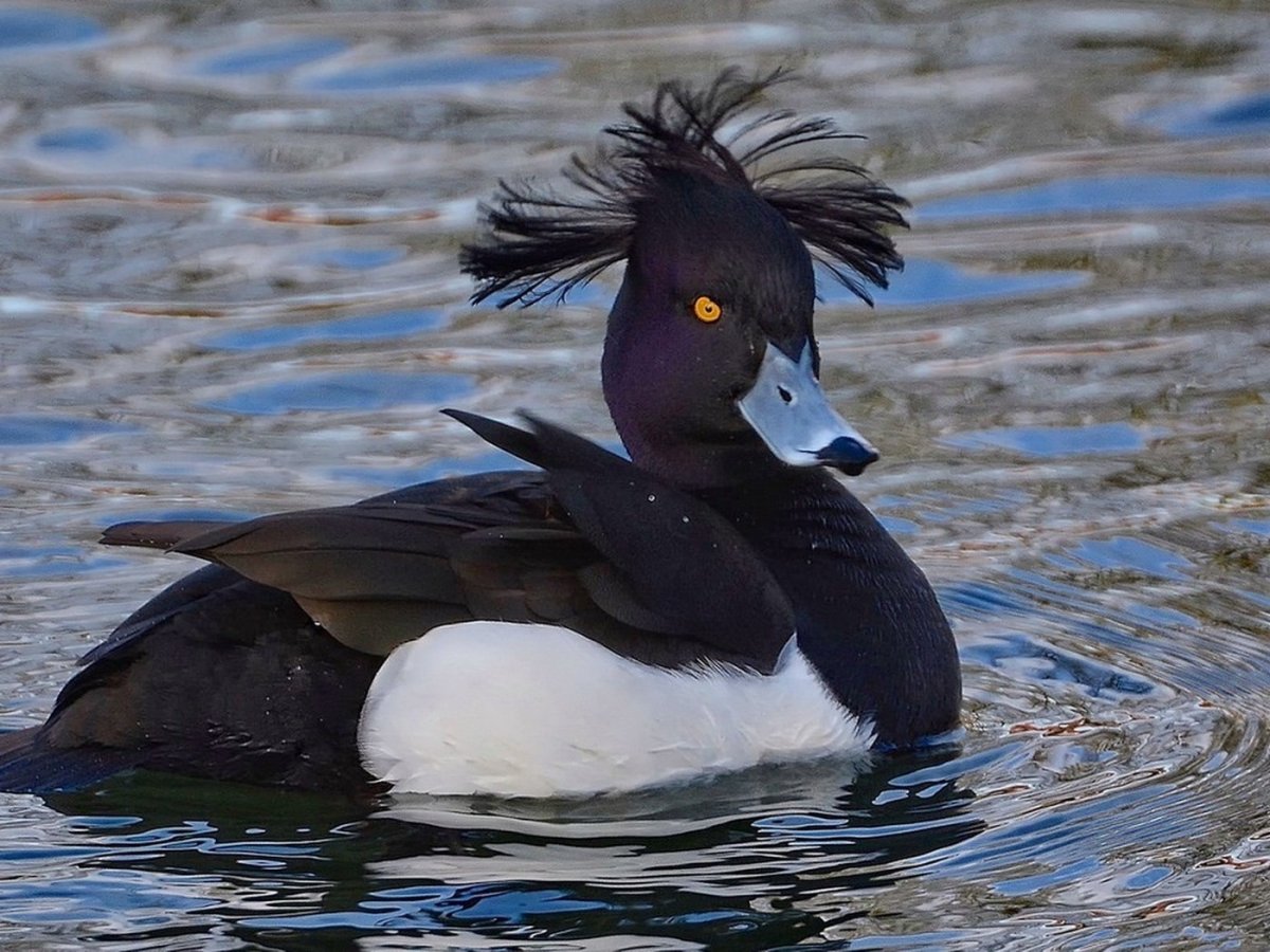 Утка нырок поганка