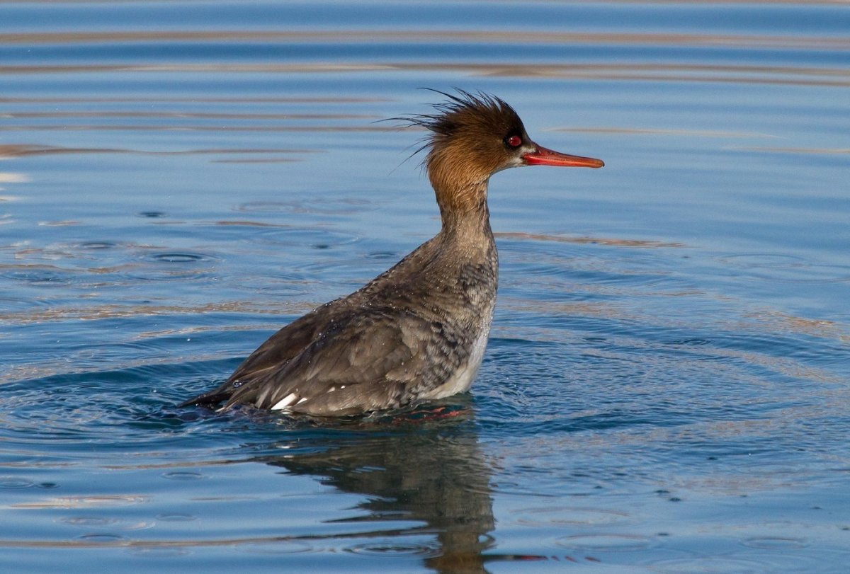 Дикая утка с хохолком