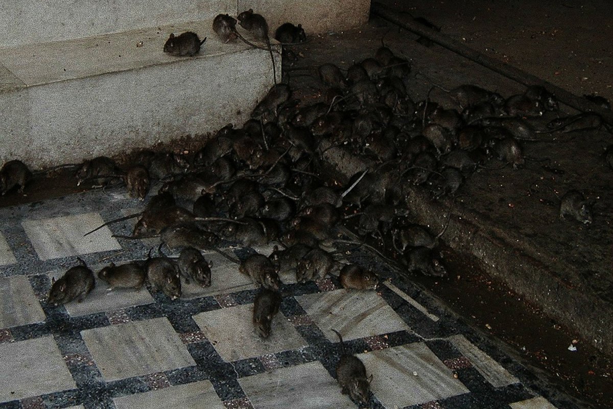 Крыса домашняя и Подвальная