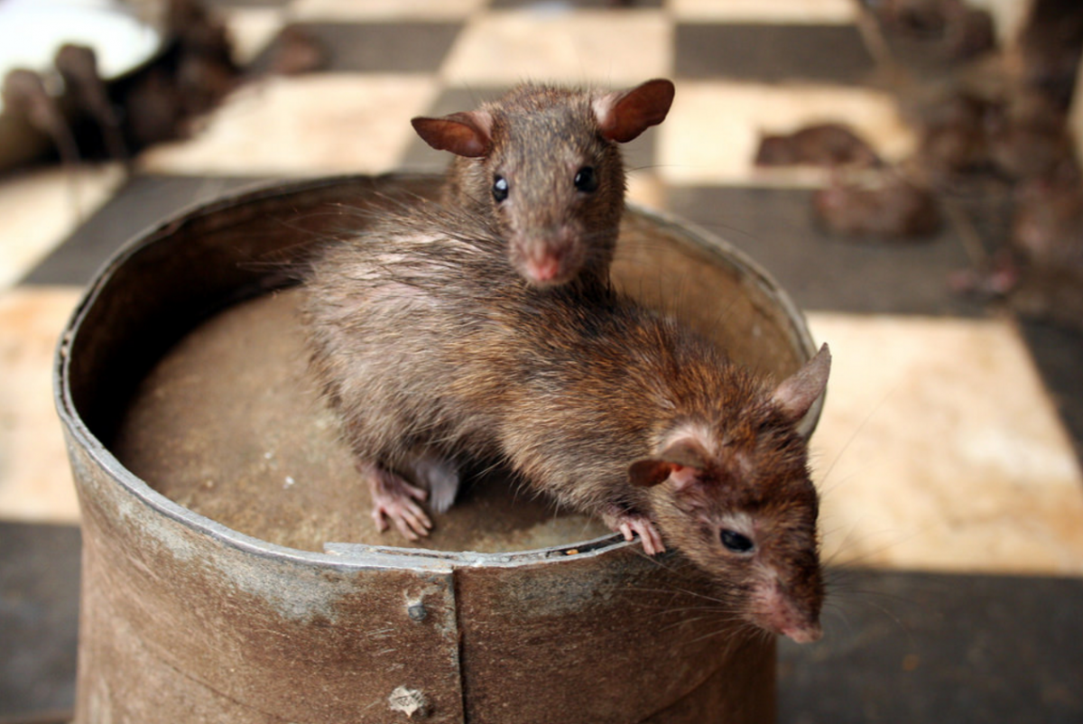 Крыса городская