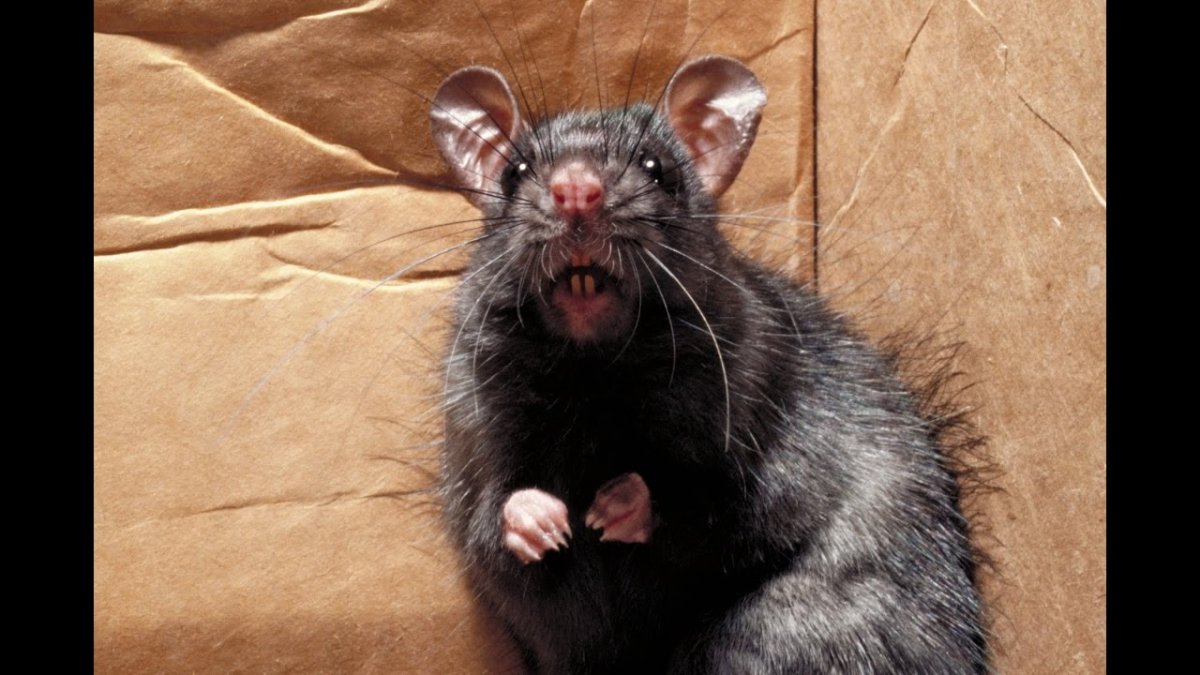 Париж атаковали полчища крыс