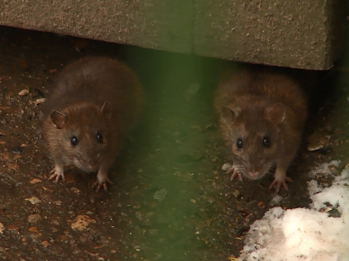 Шерстистая крыса Босави